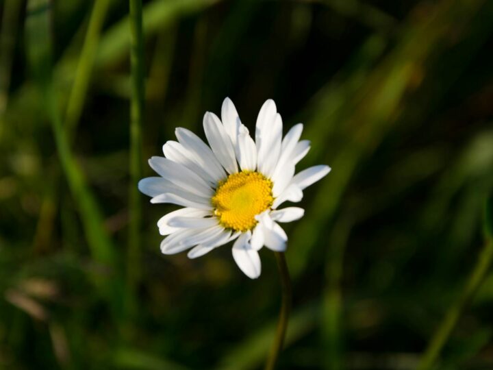 Prairie des Filtres